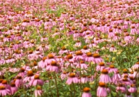 Echinacea – The Ultimate Immunity Booster Echinacea – The Ultimate Immunity Booster