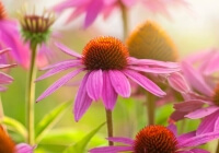 Why is fresh echinacea better than dried? Why is fresh echinacea better than dried?