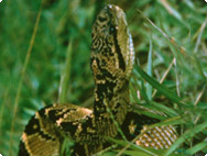 Lachesis muta